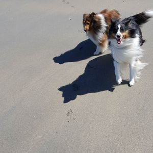 Meet your Posher, Anne